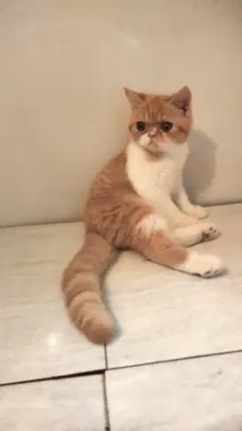 Kucing Persia Exotic Shorthair Flatnose Jantan Kitten Usia 5 Bulan