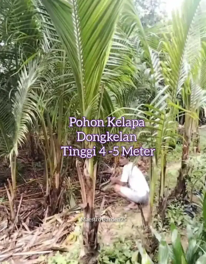 Pohon Kelapa Ukuran Besar