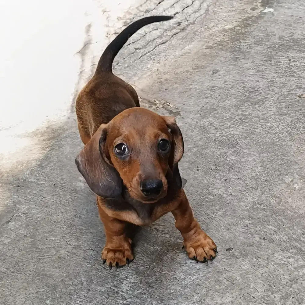 Puppy Tekel / Dachshund 3 Bulan