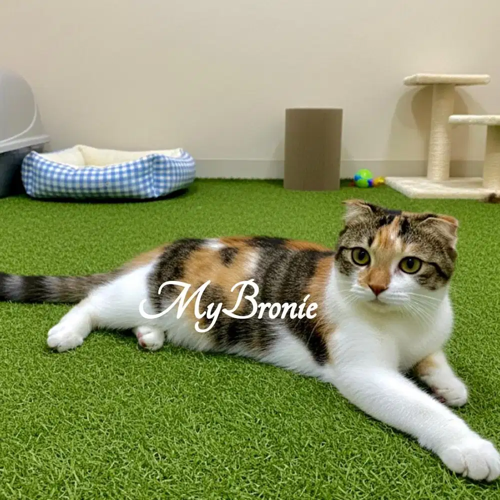 Kucing scottish fold betina murah meriah