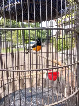 Burung Murai Borneo