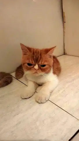 Kucing Persia Exotic Shorthair Flatnose Jantan Kitten Usia 5 Bulan