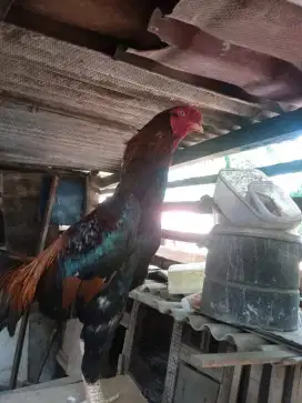 Ayam shamo pacek