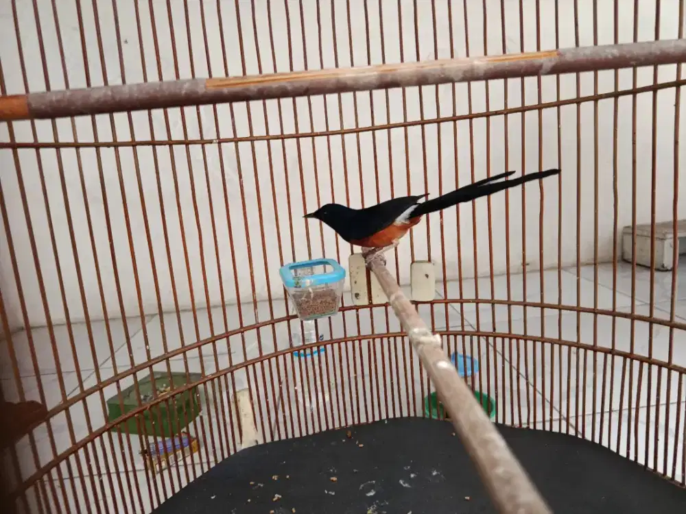 Murai Gacor Siap Lomba
