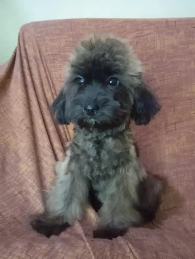 Poodle Betina Phantom