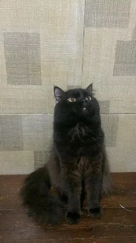 lepas adopsi kucing persia jantan dewasa