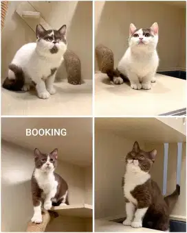 KITTEN BRITISH SHORTHAIR PURE JANTAN CHOCO BICOLOUR SUDAH VAKSIN