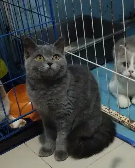 KITTEN BRITISH SHORTHAIR PURE BETINA