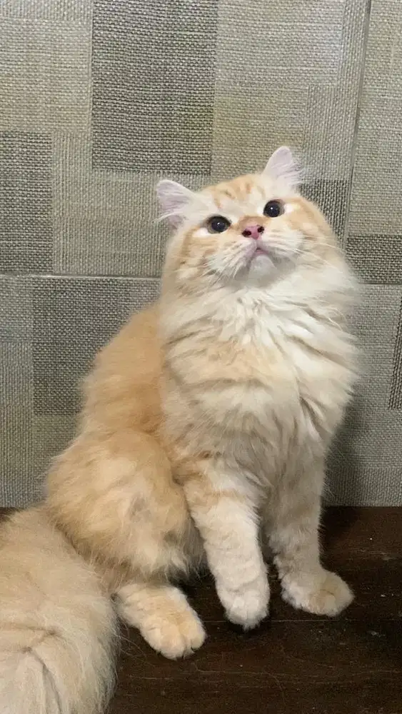 lepas adopsi kucing persia jantan