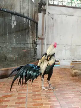 ayam bangkok trah 7x win