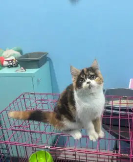 KITTEN BRITISH SHORTHAIR SS BETINA SUDAH VAKSIN