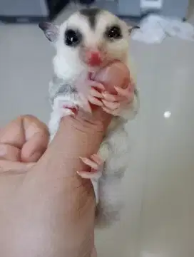Sugar glider Joey Mozaik Ringtail