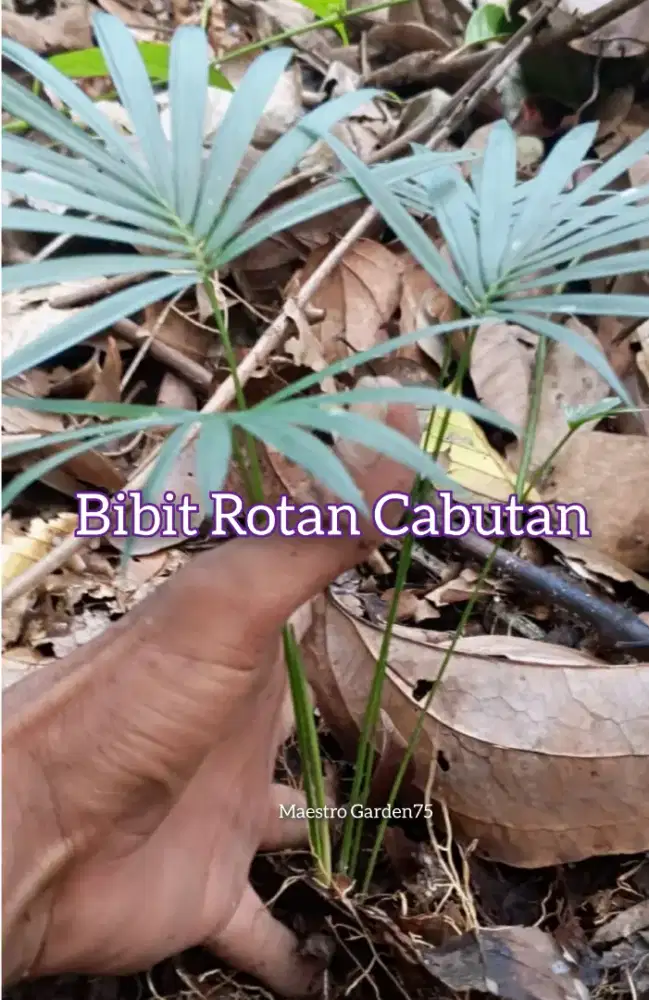 Bibit Rotan Cabutan