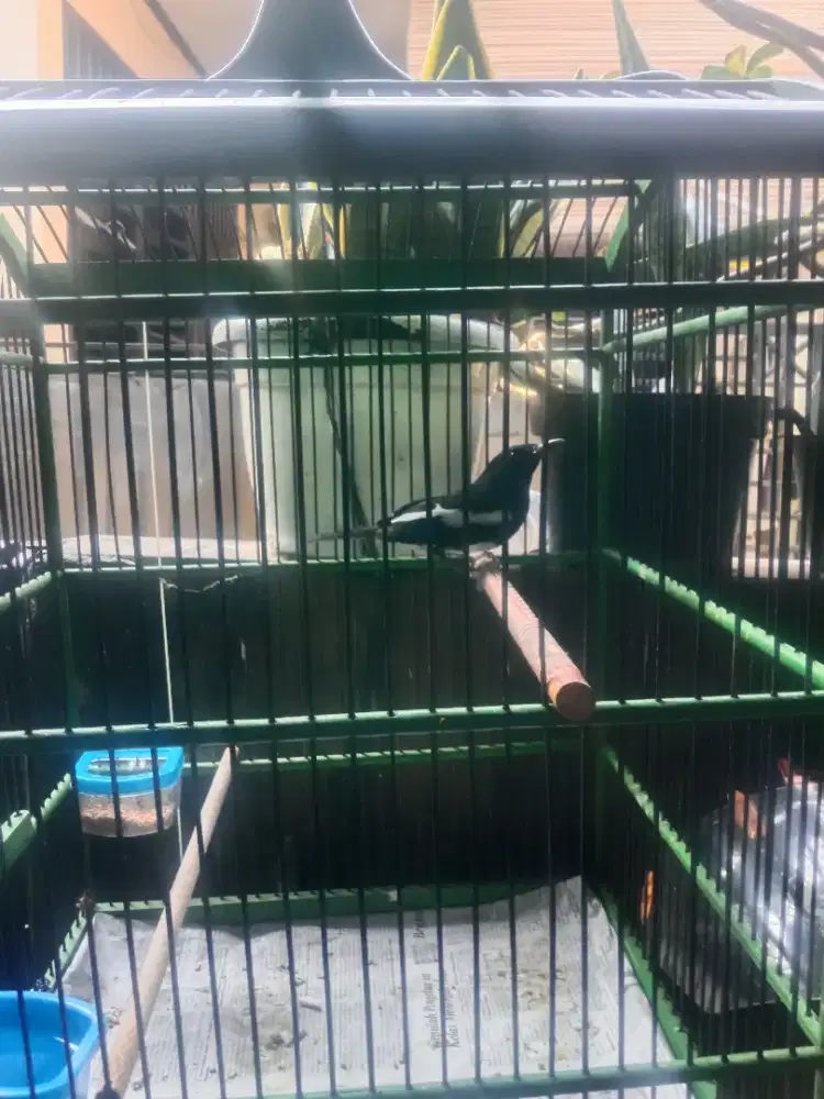 Burung kacer sudah voer kasar tinggal lanjut rawat
