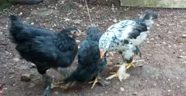 Ayam brahma anakan