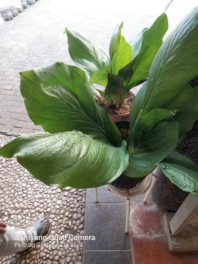 ATHURIUM pot Tanggung