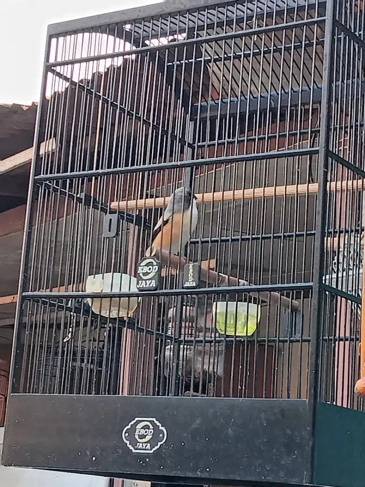 Burung Cendet gacor rawatan