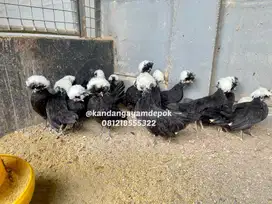 Ayam poland jambul putih