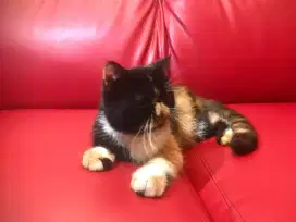 Kucing peaknose exsotic betina