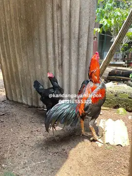 Ayam bangkok klasik