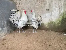 Ayam Appanzel sepasang