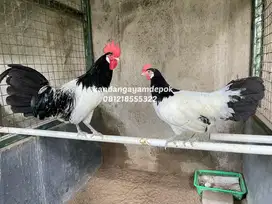 Ayam Lakenvelder sepasang