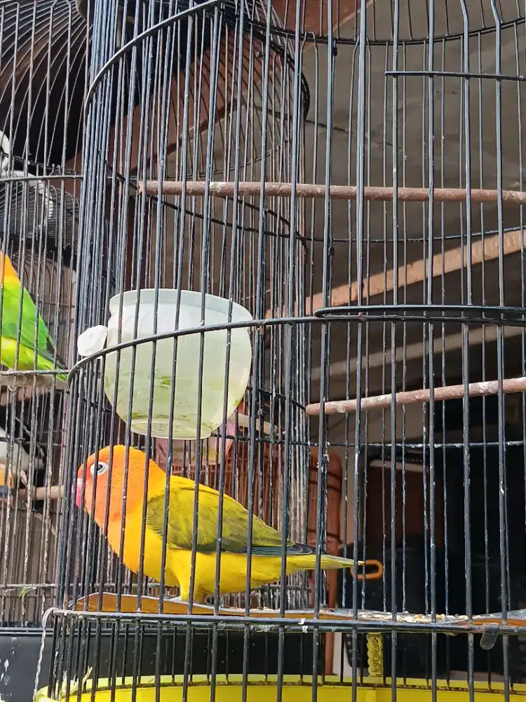 Biola ewing gold rawatan gacor