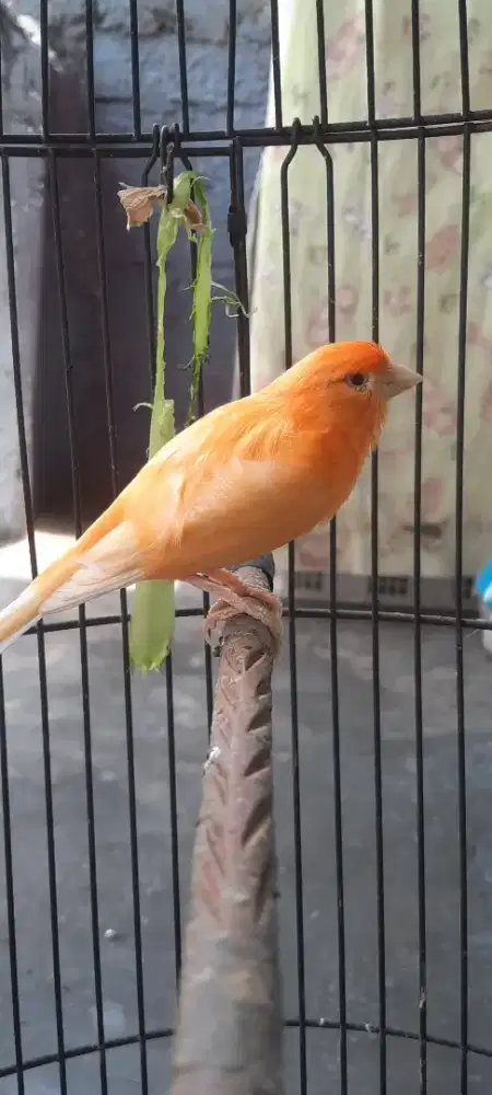 Kenari betina siapan