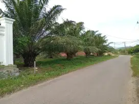Di Jual Tanah Di Perkampungan Serta ada Tanaman Sawitnya