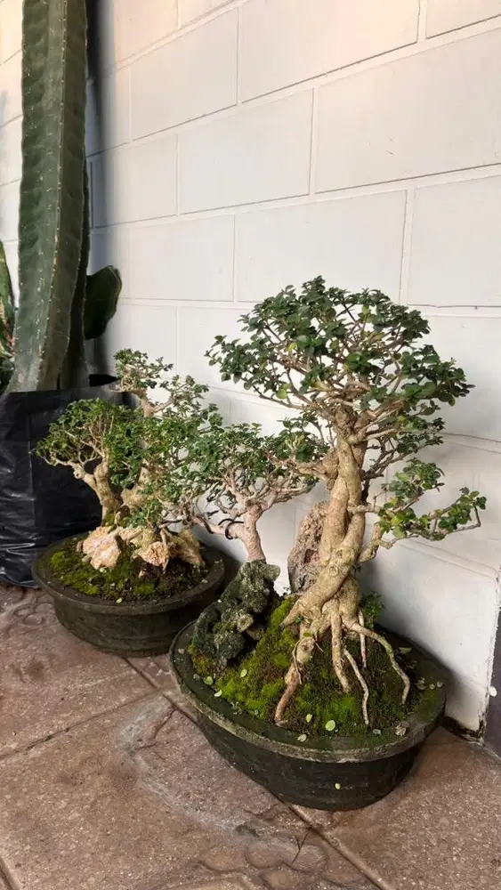 Bonsai Sancang Siap Pajang