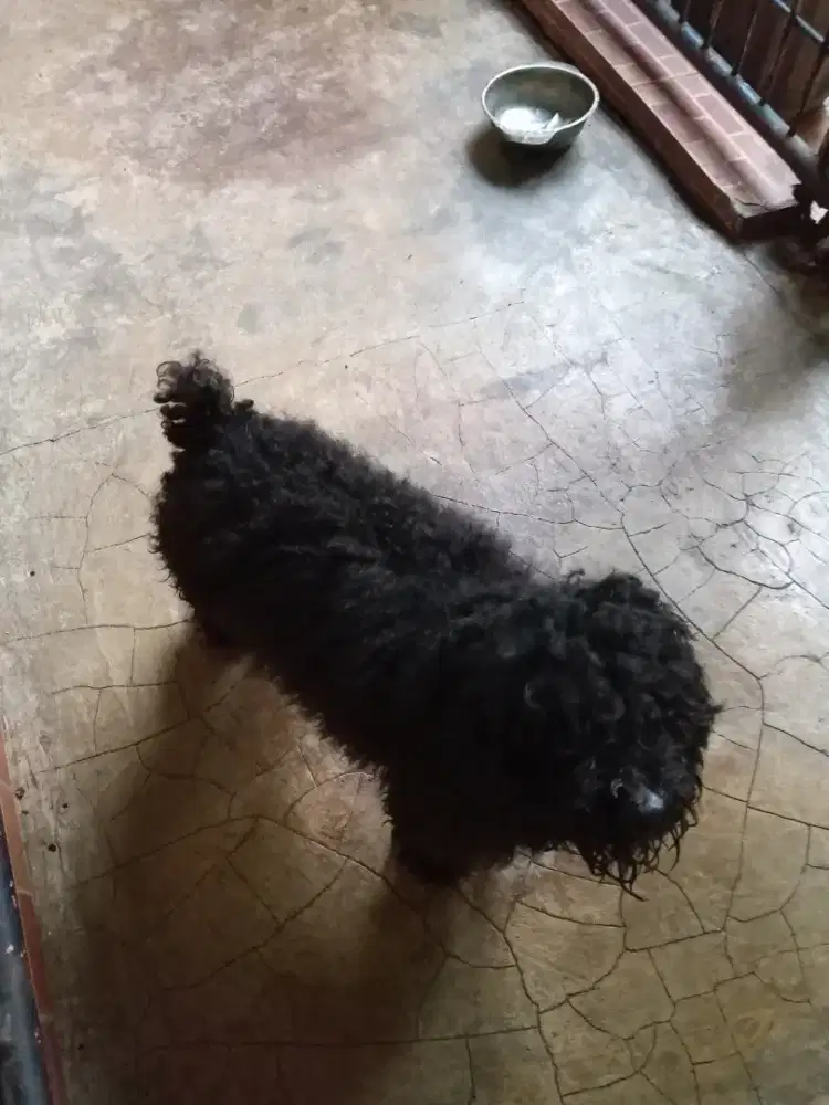 anjing poodle jantan stb