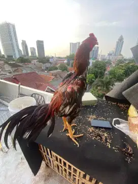 Ayam Bangkok muda 8 bulan