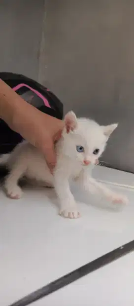 Kucing Ras odd eyes betina lucu