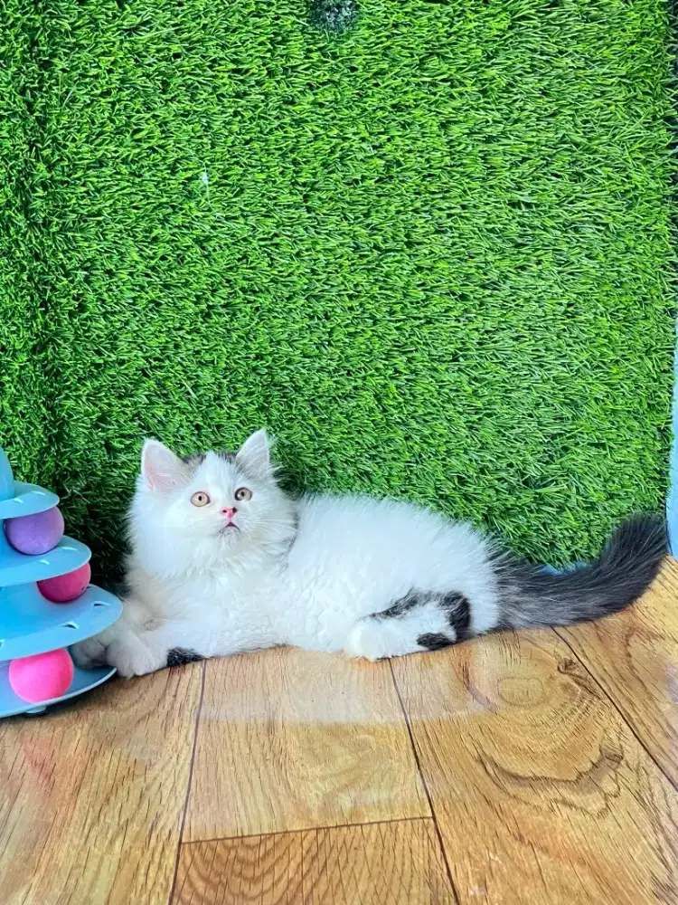 Kitten Persia mix mainecoon