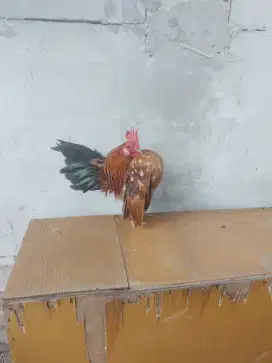 Ayam serama original, jantan dewasa