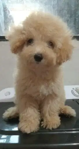Anak poodle betina vaksin