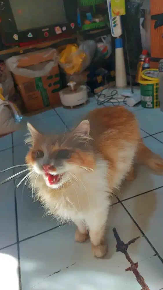 Jual murah kucing persia longhair jantan