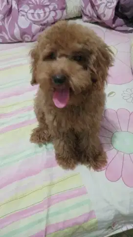 Anak poodle betina vaksin