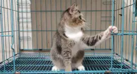Kucing Scottish Straight / British Shorthair/ BSH