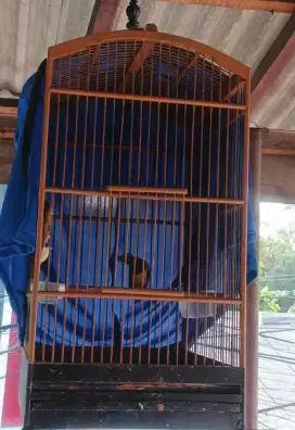 cucak cungkok mulus no cacat