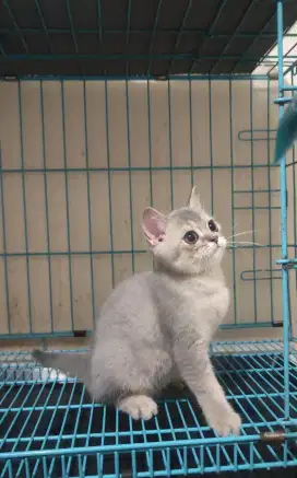 Kucing Kitten British Shorthair / BSH / British Short Hair