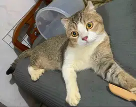 Kucing BSH SCOTTISH GOLDEN BICOLOR MALE