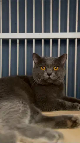 Pacak Kucing BSH Blue Solid