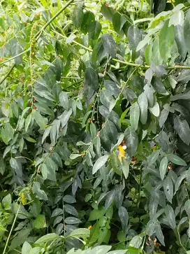 Daun katuk segar perikat 100gram.