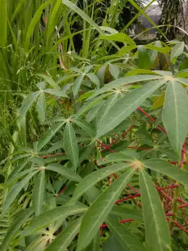 Jual daun singkong segar per ikat 250gr