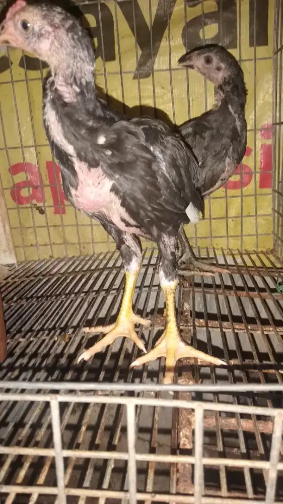 2 ekor anakan ayam Bangkok