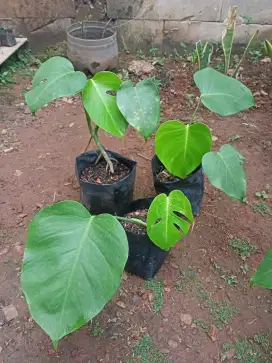 Tanaman Monstera Brazilian