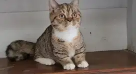 Kucing Munchkin BSH/cebol British shorthair/kaki pendek Brittish