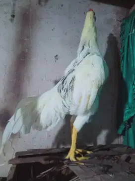 Ayam tulak jantan