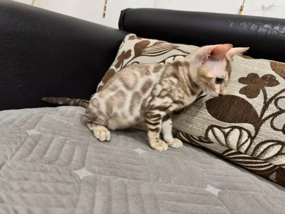 betina snow kitten